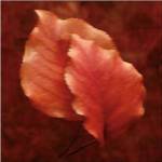 Summerset Red by Michael Mandolfo