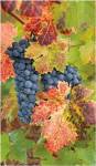 Summit Lake Zinfandel by Christopher Foster