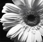 Sunburst I by Boyce Watt