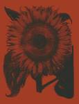 Sunflower 9