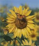 Sunflower/Butterflies by William Vanderdasson