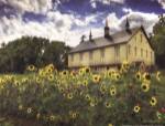 Sunflower Garden by Lori Deiter