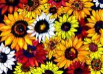 Sunflower Mix by Kate Larsson