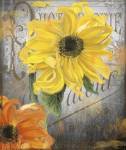 Sunflower Studio by Color Bakery