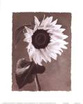 Sunflowers by Dick and Diane Stefanich