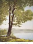 Sunlit Trees I by John Folchi