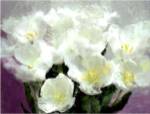 Sunlit Tulips I by Noah Bay