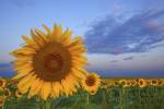 Sunny Side Up by Darren White Photography