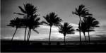 Sunrise Palms by Harold Silverman