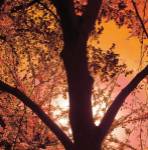 Sunset Forest I by M.J. Lew