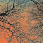 Sunset Forest III by M.J. Lew