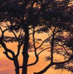 Sunset Forest IV by M.J. Lew