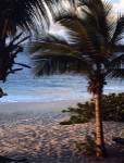 Sunset palms II by Susan Bryant
