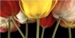 Sunshine Tulips by Assaf Frank