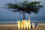 Surfboards Lean Against Lone Tree on Beach in Kuta, Bali, Indonesia by Paul Souders / Danita Delimont