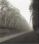 Suspended Vine by Michael Kenna