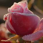 Sweet Candy by Philippe Sainte-Laudy