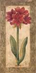Sylvan lake collections - Amaryllis Size 5x9 by Sylvan Lake Collections