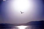 Take Flight by erin berzel