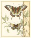 Tandem Butterflies II by Jennifer Goldberger