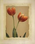 Tangerine Tulips I by Linda Maron