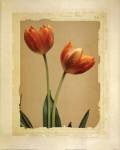 Tangerine Tulips II by Linda Maron