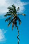 Tanzania: Zanzibar, curly-que trunk of palm tree inland by Alison Jones / Danita Delimont