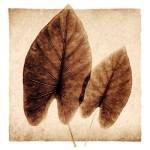 Taro Leaves by Michael Mandolfo