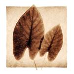 Taro Leaves by Michael Mandolfo