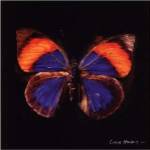 Techno Butterfly III by Lola Henry