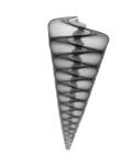Telescope Shell X-Ray by Bert Myers