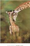 Tender Love by Steve Bloom