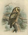 Tengmalm's Owl by F.W. Frohawk