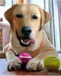 Tennis Anyone? by Robert McClintock