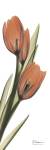 Terracotta Tulip by Albert Koetsier