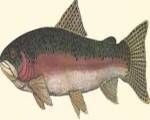 Terri Blehm - Steelhead Trout Size 8x10 by Terri Blehm