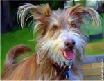 Terrier Hairspray by Robert McClintock