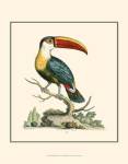 The Bill Bird by George Edwards