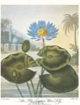 The Blue Egyptian Water-Lily by Robert John Thornton MD.