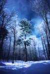 The Blue Hours by Philippe Sainte-Laudy