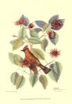 The Chatterer by Mark Catesby