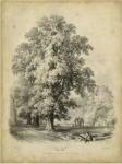 The Elm by George Barnard