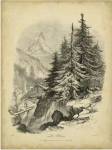 The Larch by George Barnard
