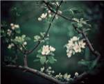 The Midnight Garden I by Irene Suchocki