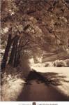 The Path Ahead by Ily Szilagyi