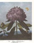 The Pontic Rhododendron by Robert John Thornton MD.