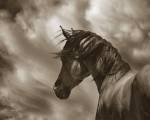 The Renegade by Barry Hart