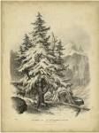The Spruce by George Barnard