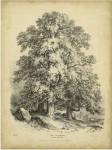 The Sycamore by George Barnard