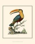 The Toco Toucan by George Edwards
